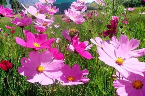 格桑花花語|格桑花的花语与寓意（探寻格桑花传达的情感和象征意。